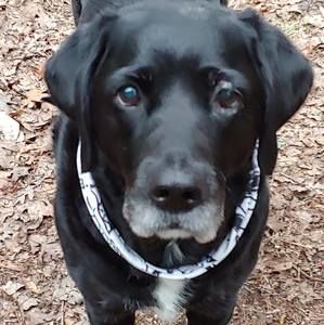 Meet your Posher, Patsy